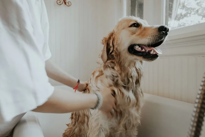 Luxury Coat Spa  by Iv San Bernard - Dog L (>10-15)kg