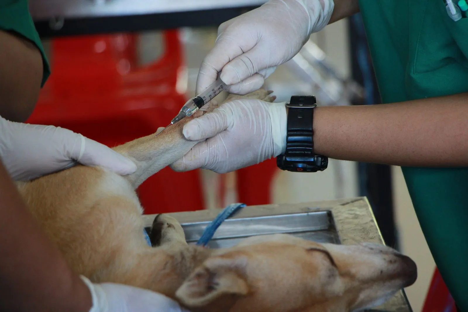 Klinik Hewan & Pet Wellness